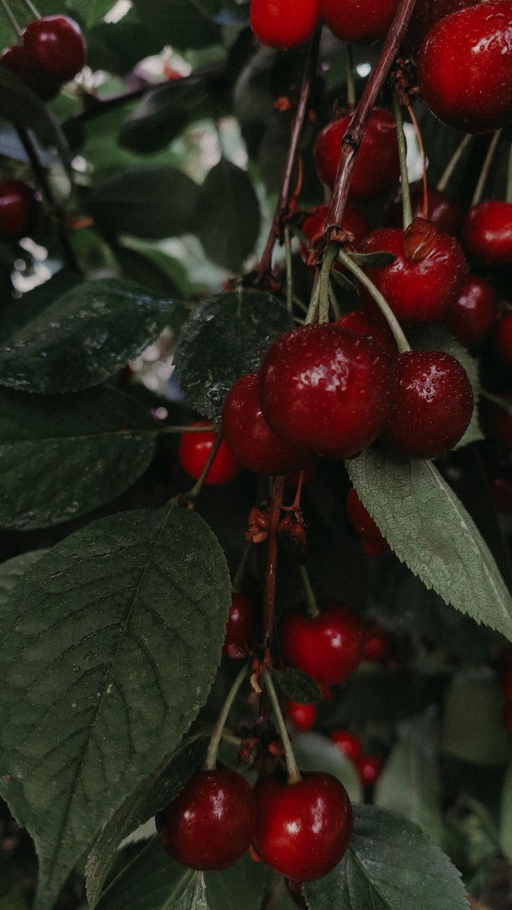 Easy Cherry Jam Recipe How To Make Cherry Jam