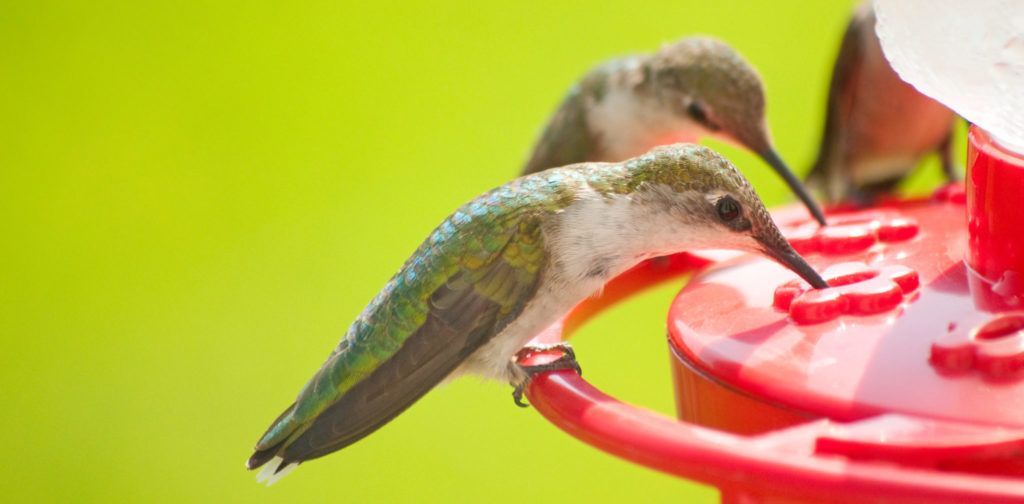 Easy Hummingbird Nectar Recipe W Only Two Ingredients Humming Bird Feeders Hummingbird