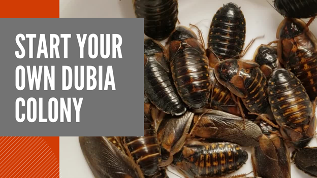 Feeding Your Dubia Roach Colony Abdragons