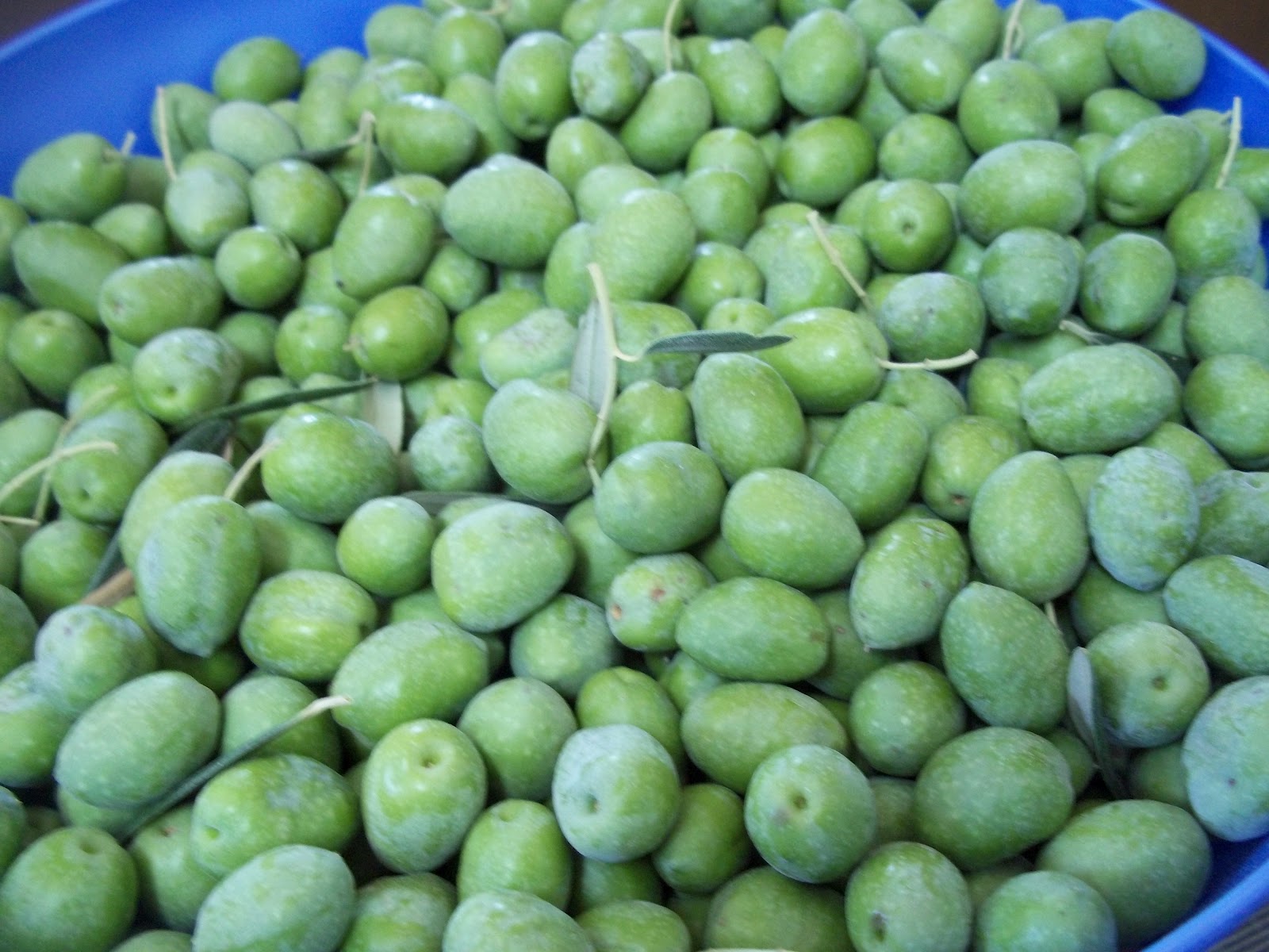 Foraging Olives Homemade Pickled Olives And Olive Leaf Medicine