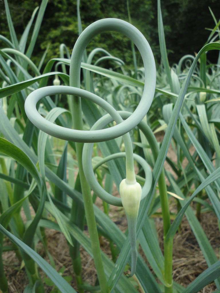 Garlic Scape Pesto: Simple and Delicious Recipes