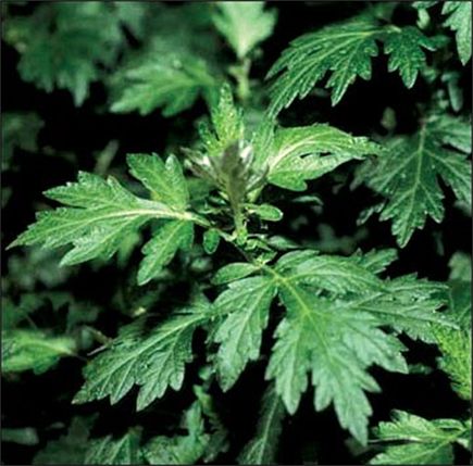 Girls Who Love Themselves Should Remember To Eat A Bowl Of Mugwort Leaf