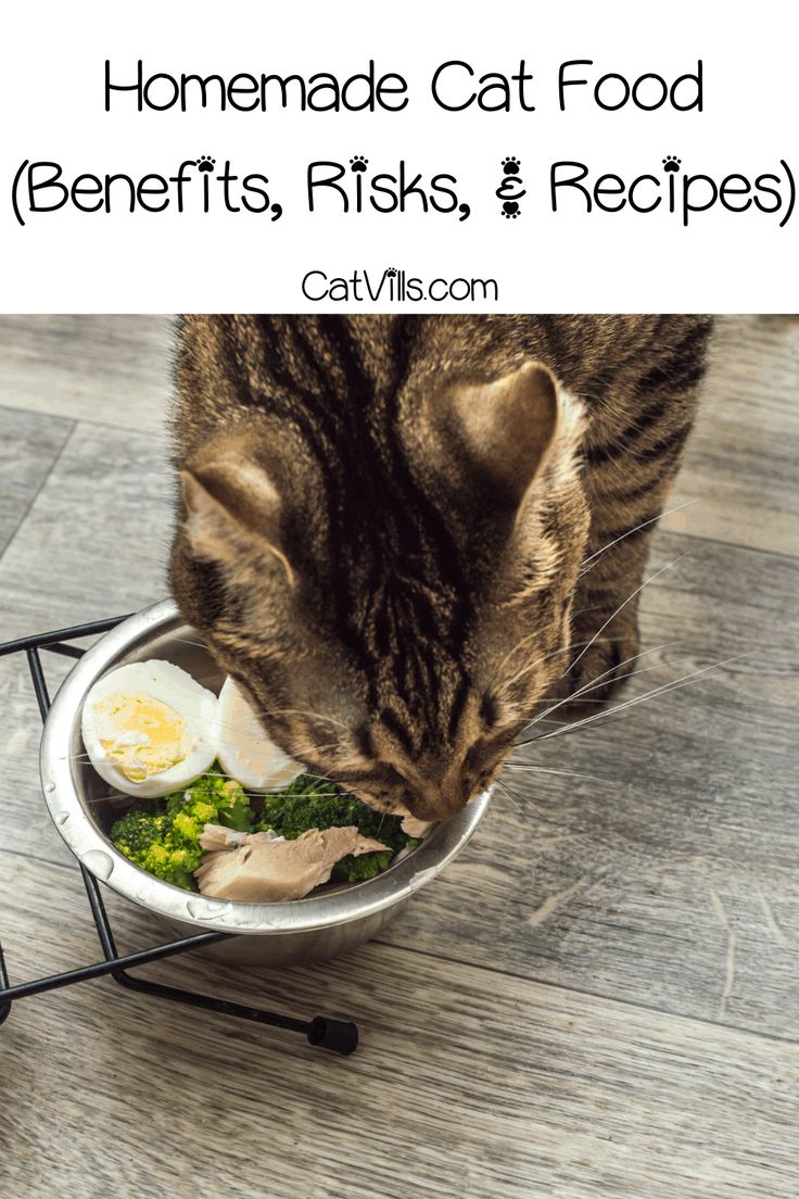 Homemade Cat Food Magic A Recipe For Happy Paws