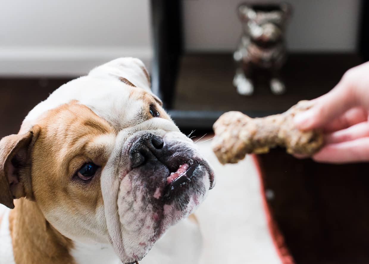 Homemade Dog Biscuits Kitchen Confidante