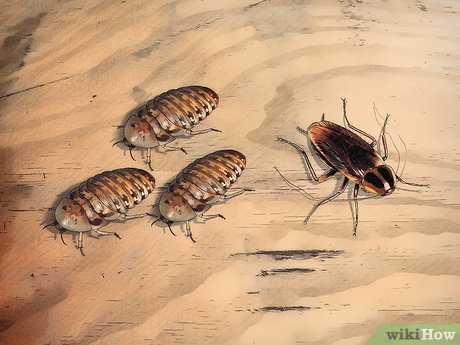 How To Breed Feeder Roaches With Pictures Wikihow