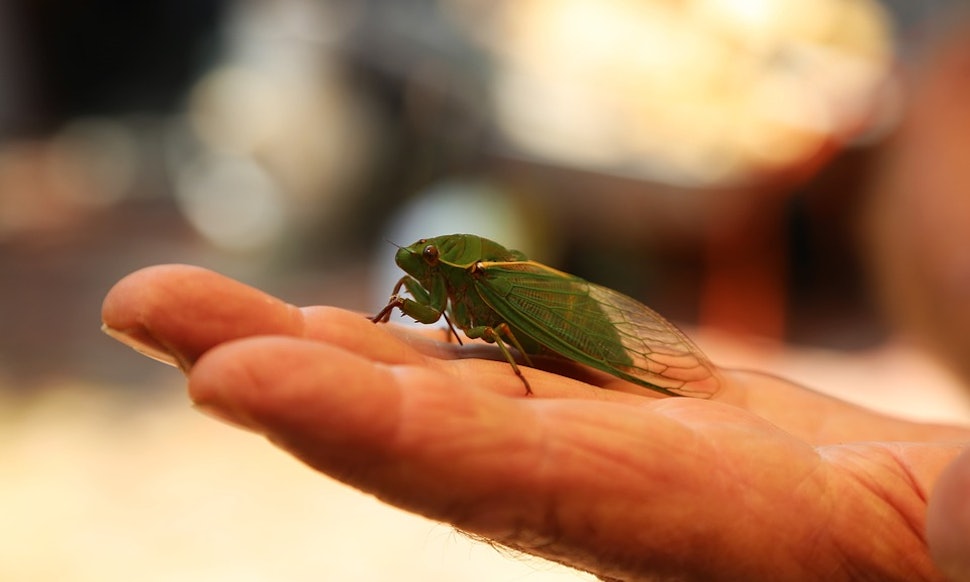 How To Eat Cicadas That Is If You Re Brave Enough To Try