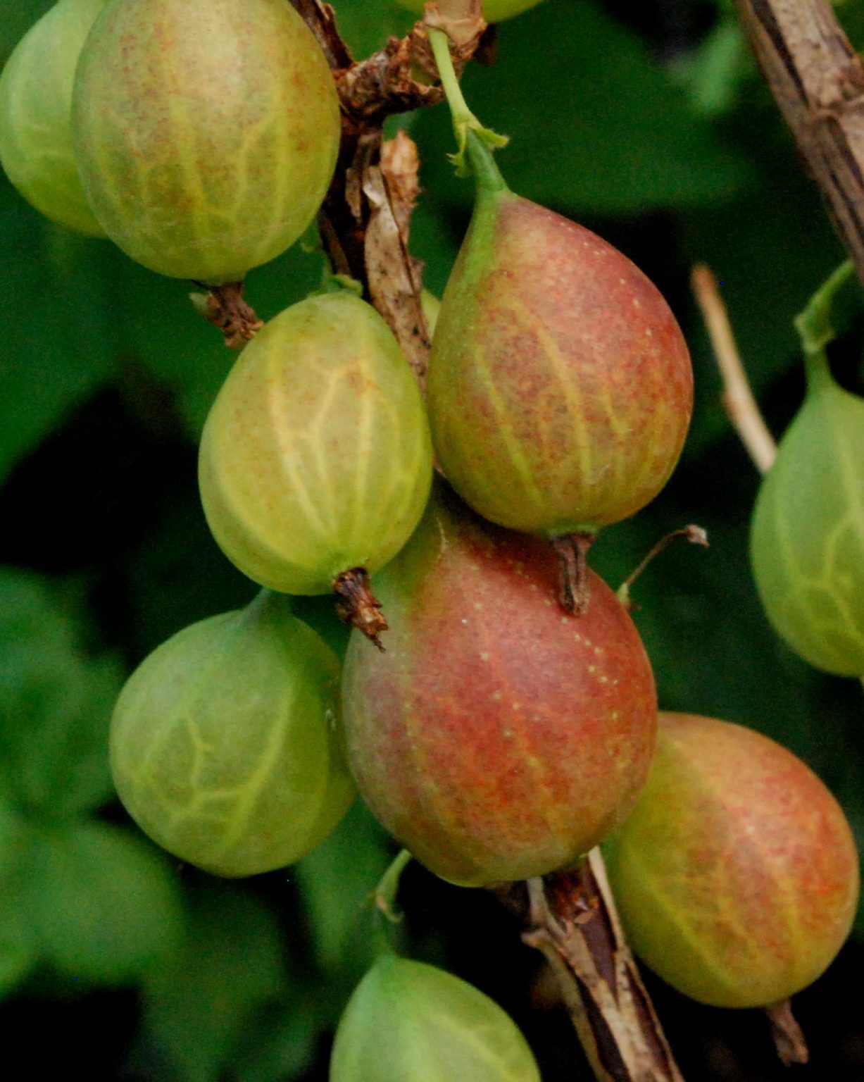 How To Eat Gooseberry A Comprehensive Guide The Enlightened Mindset