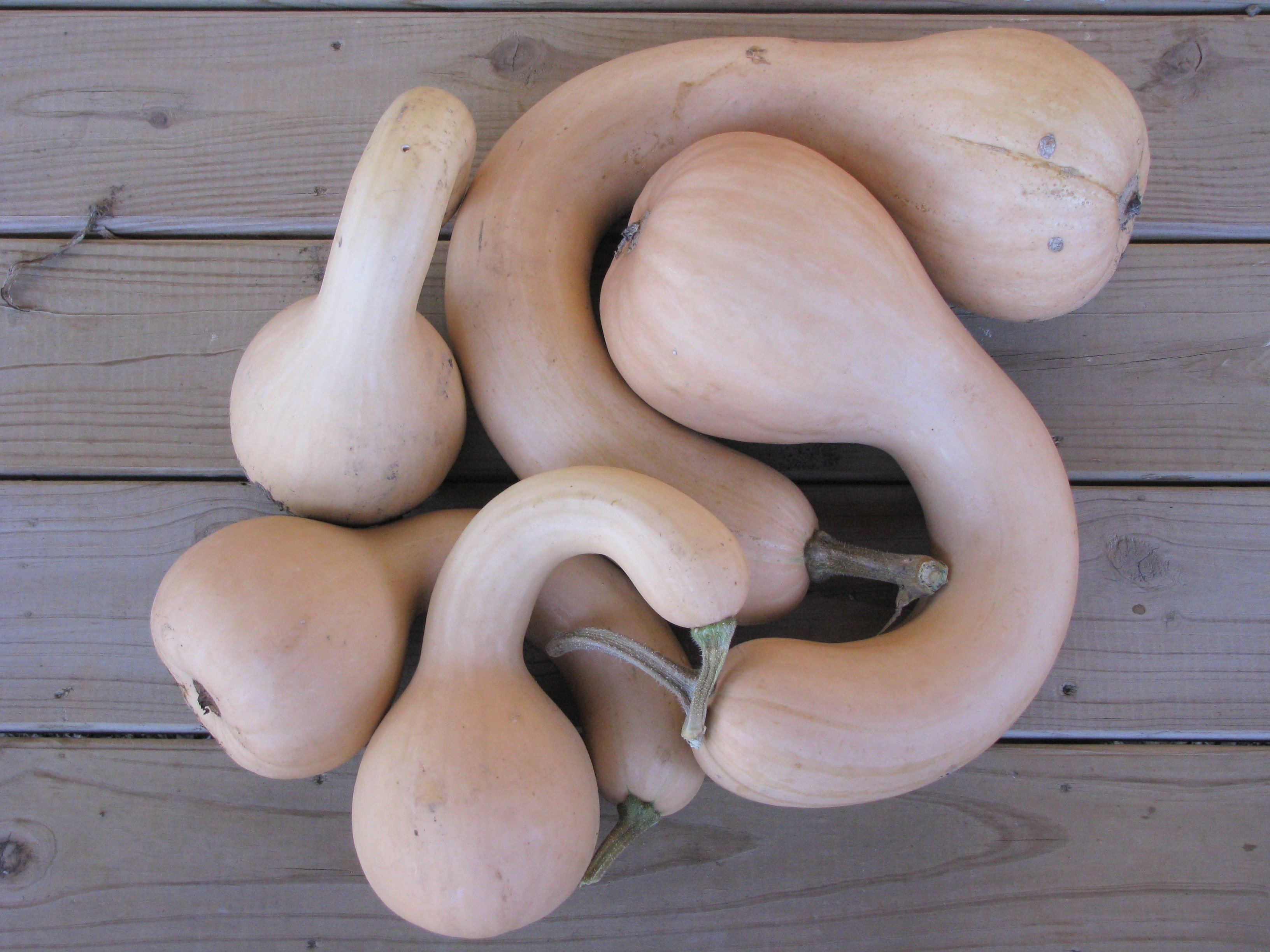 How To Grow Crookneck Squash In Containers For A Bountiful Harvest