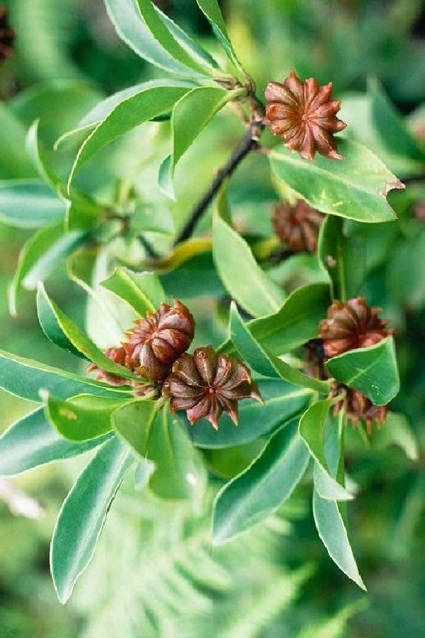 How To Grow Star Anise Care And Growing Star Anise