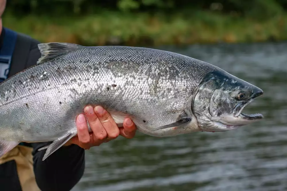 How To Make Costco Salmon Better 8 Magical Tips Tricks