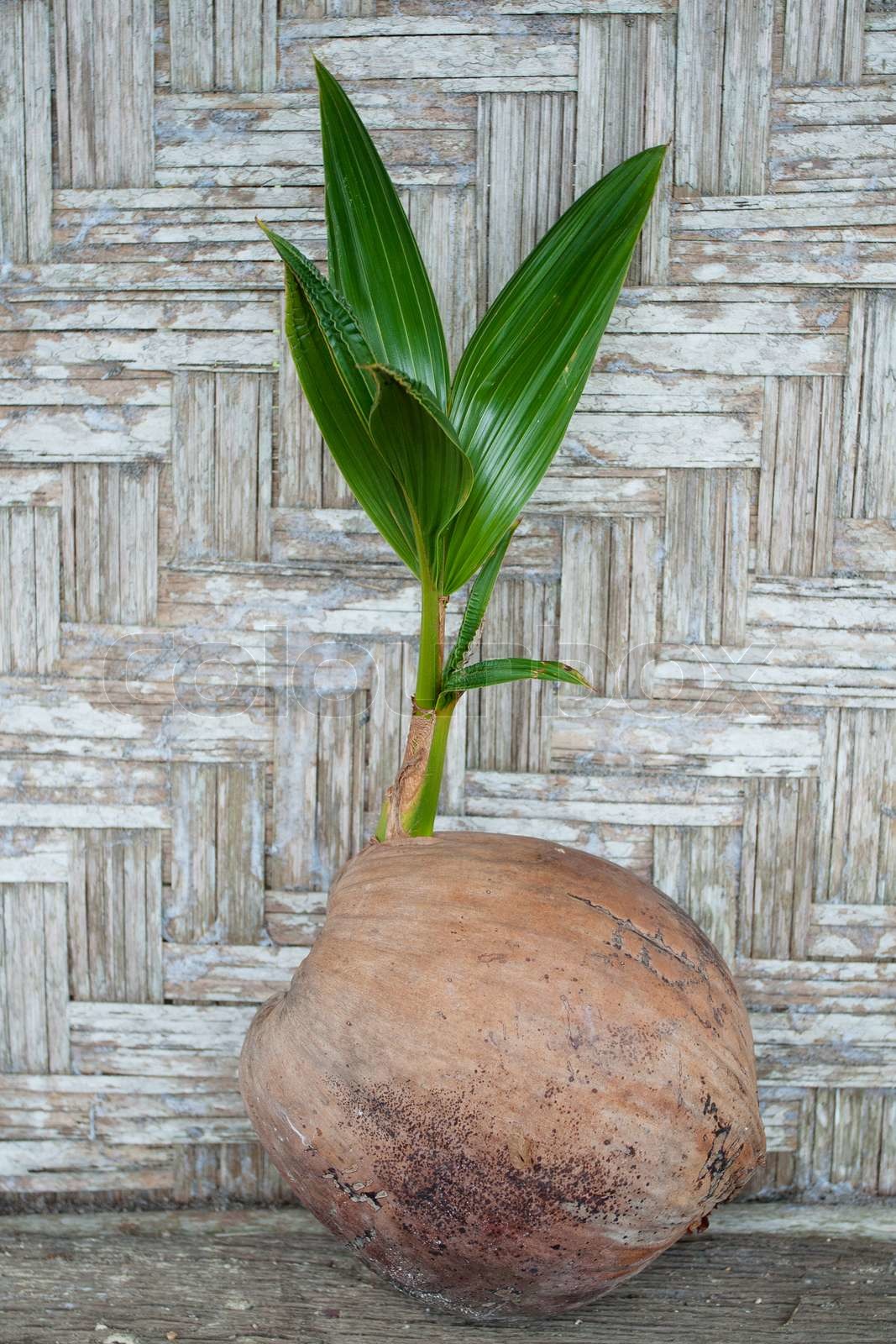 How To Make Delicious Coconut Sprout Masala Coconut Flower Masala