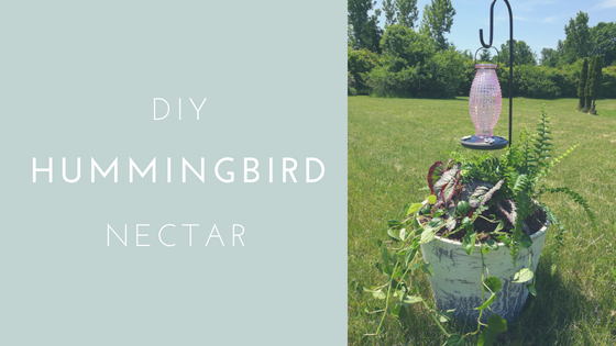 How To Make Hummingbird Nectar Diy Don Amp 39 T Buy Receita