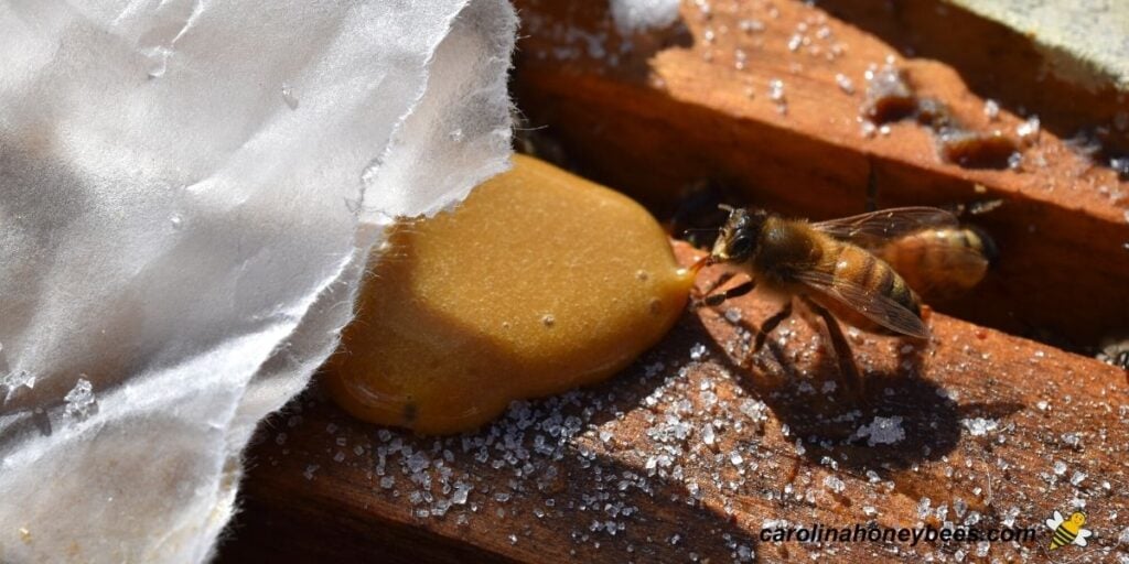 How To Make Pollen Patties For Bees Carolina Honeybees Bee Food