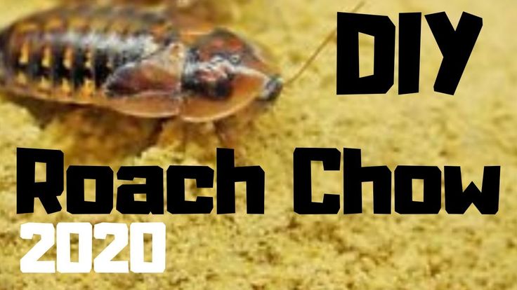 How To Make Roach Chow Cockroach Food Bug Grub 2020 Youtube