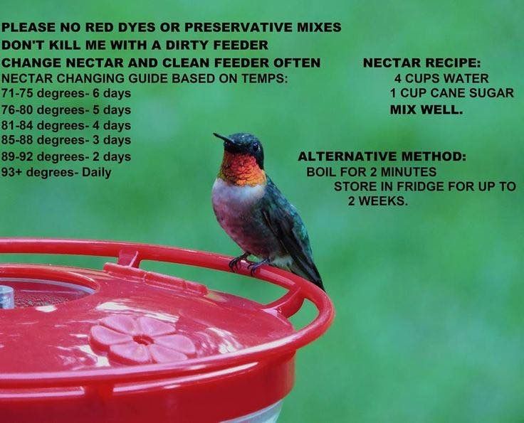 Hummingbird Feeder Nectar Recipe Wafiqurina