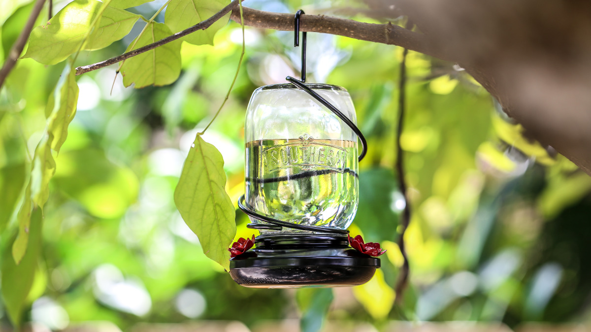 DIY Hummingbird Nectar Recipe: Attract Vibrant Wings