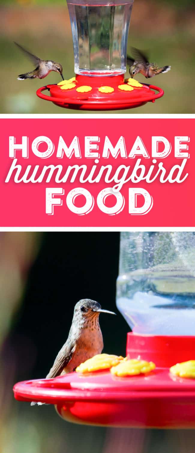 Hummingbird Nectar Recipe How To Make Homemade Hummingbird Food