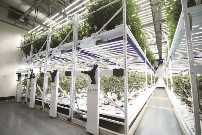 Key Elements Of Cannabis Cultivation Facility Design