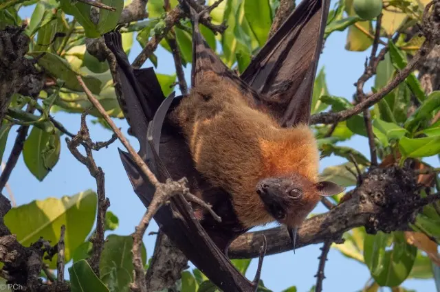 Maldives Nature Indian Fruit Bats