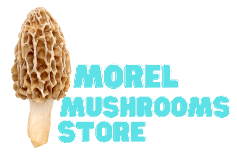 Savor the Season with Simple Morel Mushroom Recipes