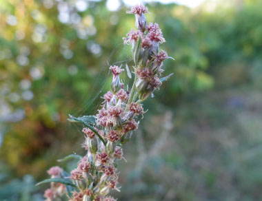 Mugwort The Wild Edible And Recipes Recipe Wild Edibles Harvest Recipes Edible