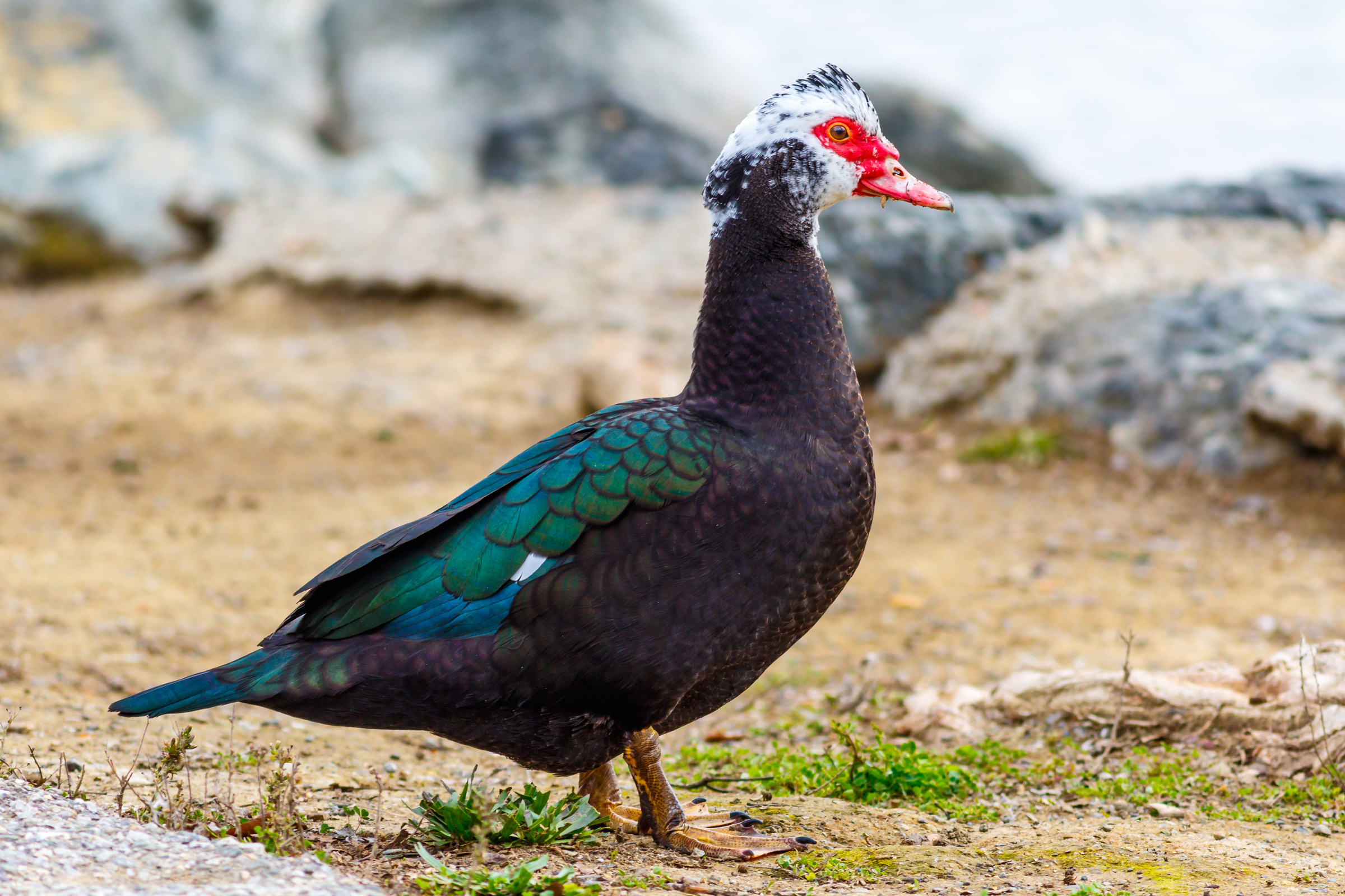 Muscovy Duck Audubon Field Guide