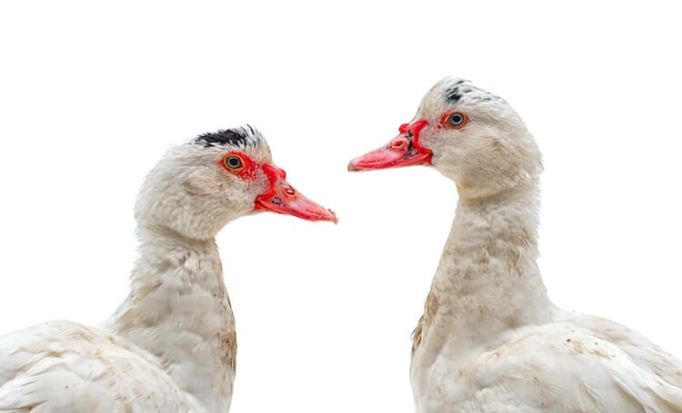 Muscovy Duck For Beginners The Complete Care Sheet Chickens And More