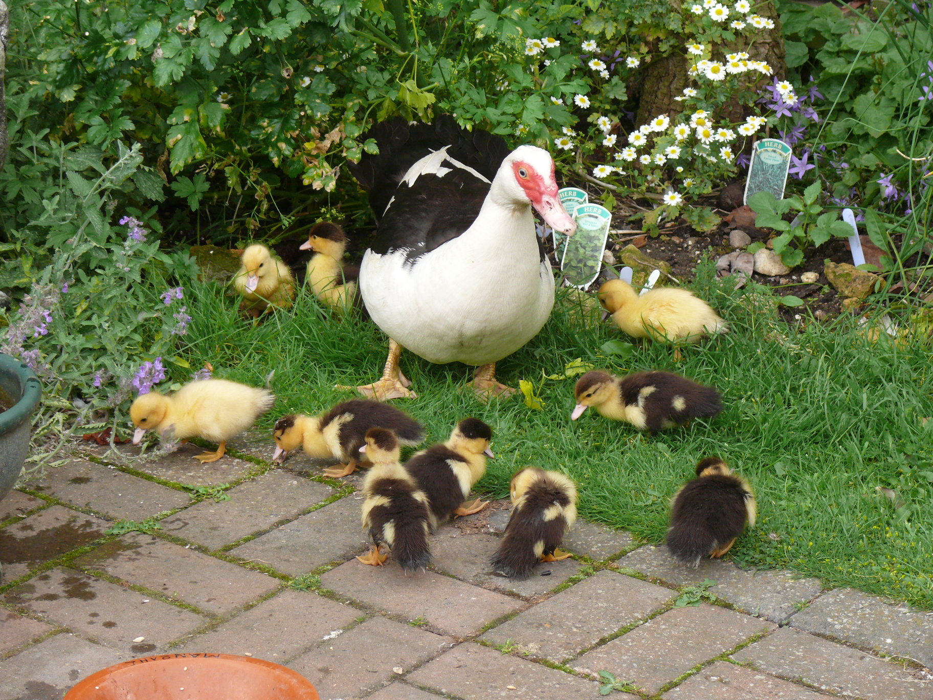 Muscovy Ducks Breed Information Omlet