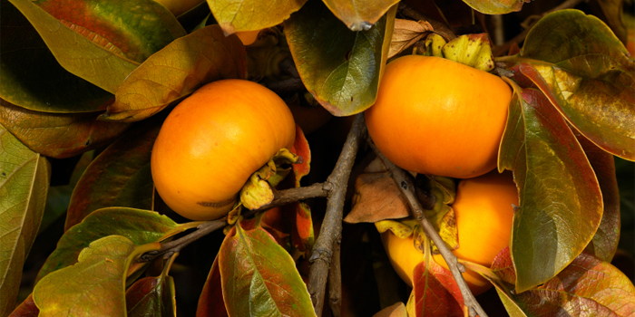 Persimmons Are Rich In Flavor And A Real Decadent Treat I Gathered