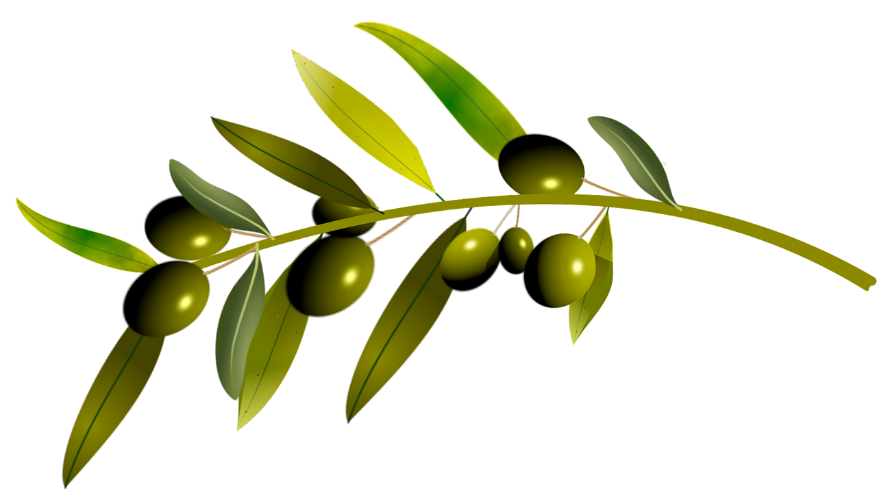 Pickled Olives And Olive Tree Branch By Joannawnuk Vectors