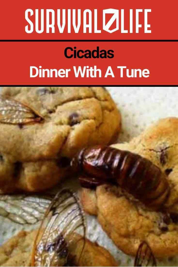 Ready For Cicadas With Cicada Cookies Brownie Cookies Cookies Sugar Cookie