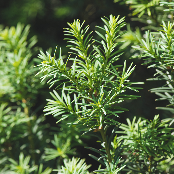 Hemlock Oil Recipe: Easy Guide for Natural Remedies