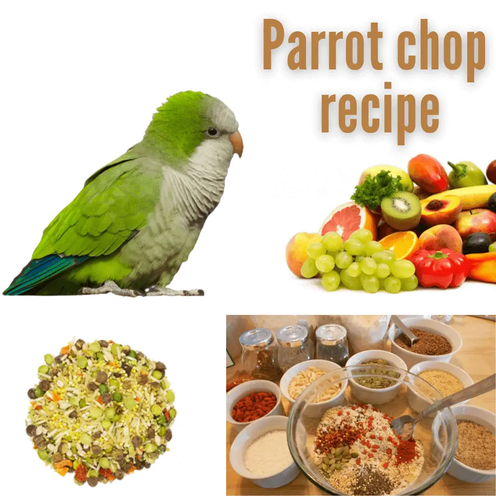 Recipe Parrot Chop With Us Tutorial Birds Health Youtube