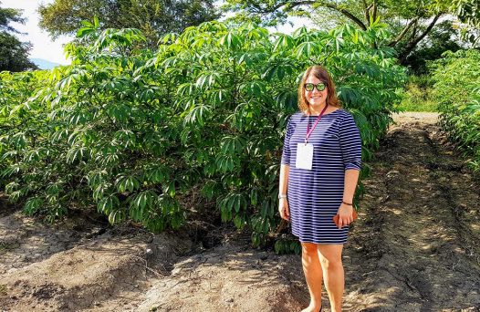 Researchers Turn To Crispr Genome Editing To Make Cyanide Free Cassava