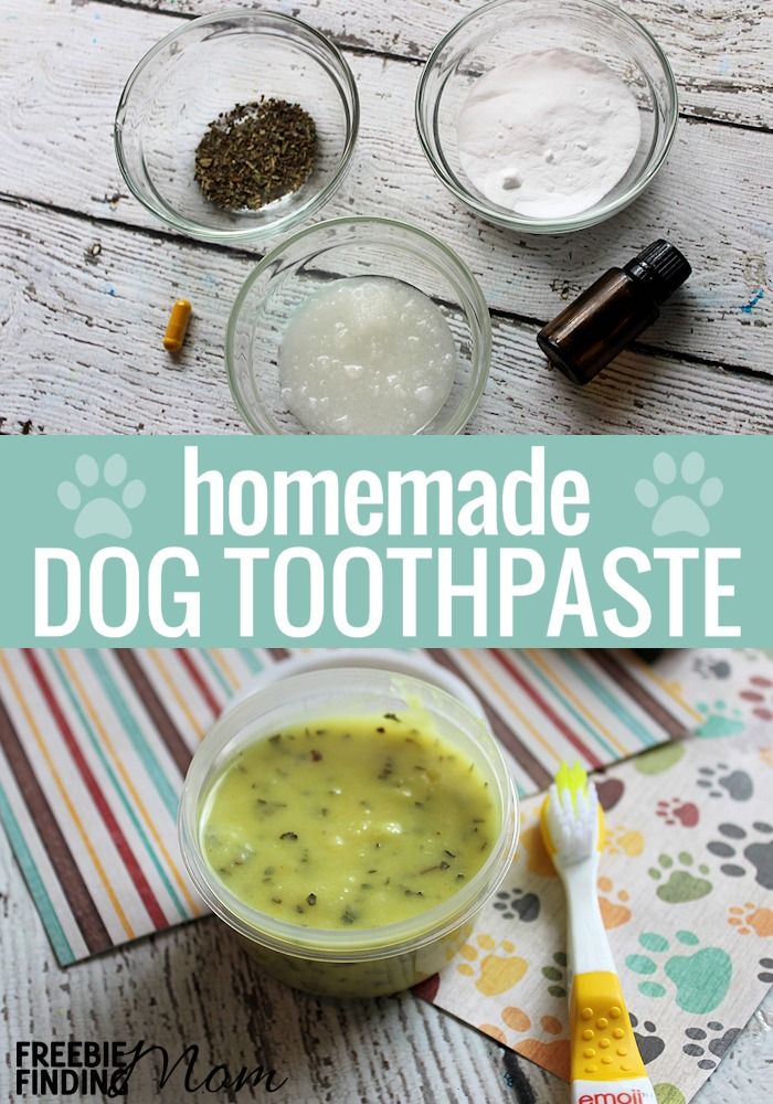 The Best Dog Toothpaste Easy Homemade Dog Toothpaste Recipe