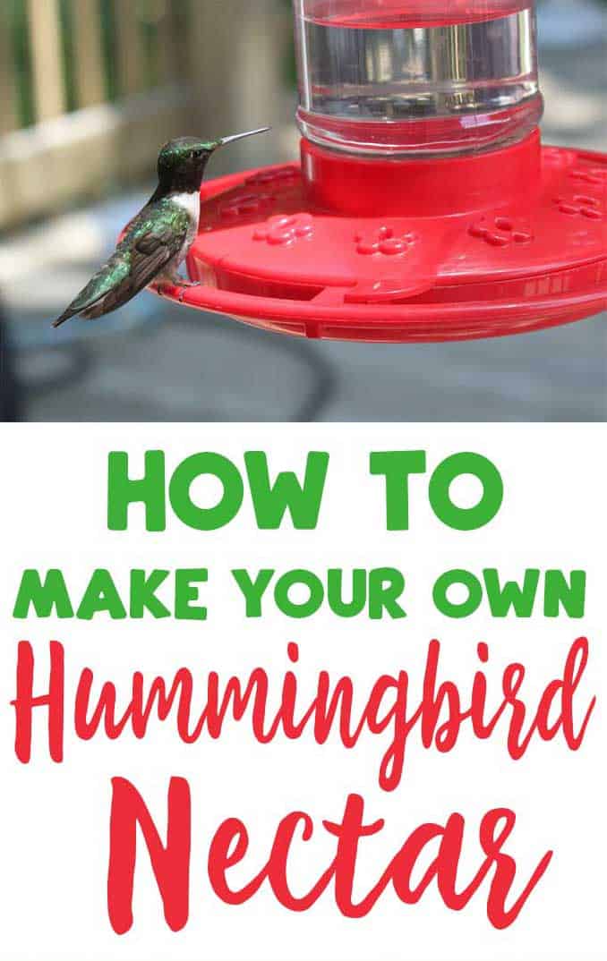 The Healthiest Hummingbird Nectar Recipe Hummingbird Nectar Recipe Nectar Recipe Homemade