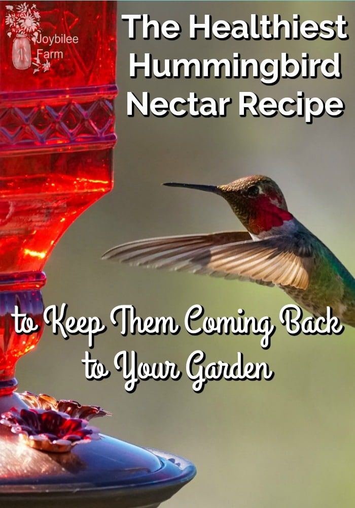 The Healthiest Hummingbird Nectar Recipe Hummingbird Nectar Recipe