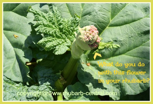 These Are The Very Best Things You Can Do With Rhubarb Rhubarb