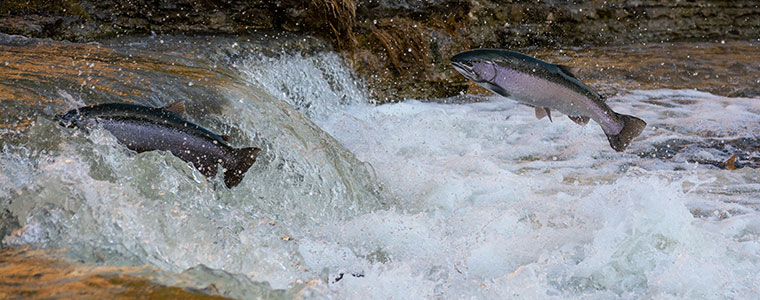 Top 16 Most Popular Fish In Alaska To Catch Amp Eat Best Fish