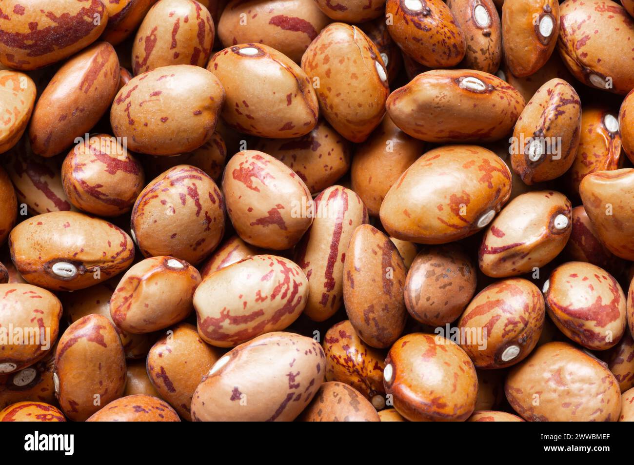 Uncooked Dried Roman Beans Texture Background Heap Of Legume Kidney