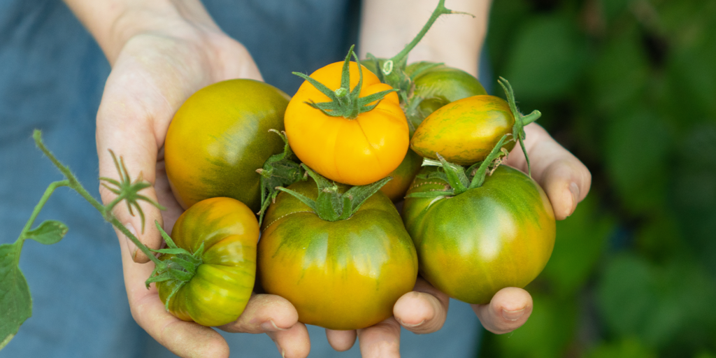 Understanding The Classic Green Tomato Living Color Garden Center