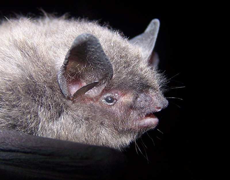 Unexpected Plants And Animals Of Indiana Indiana Bats