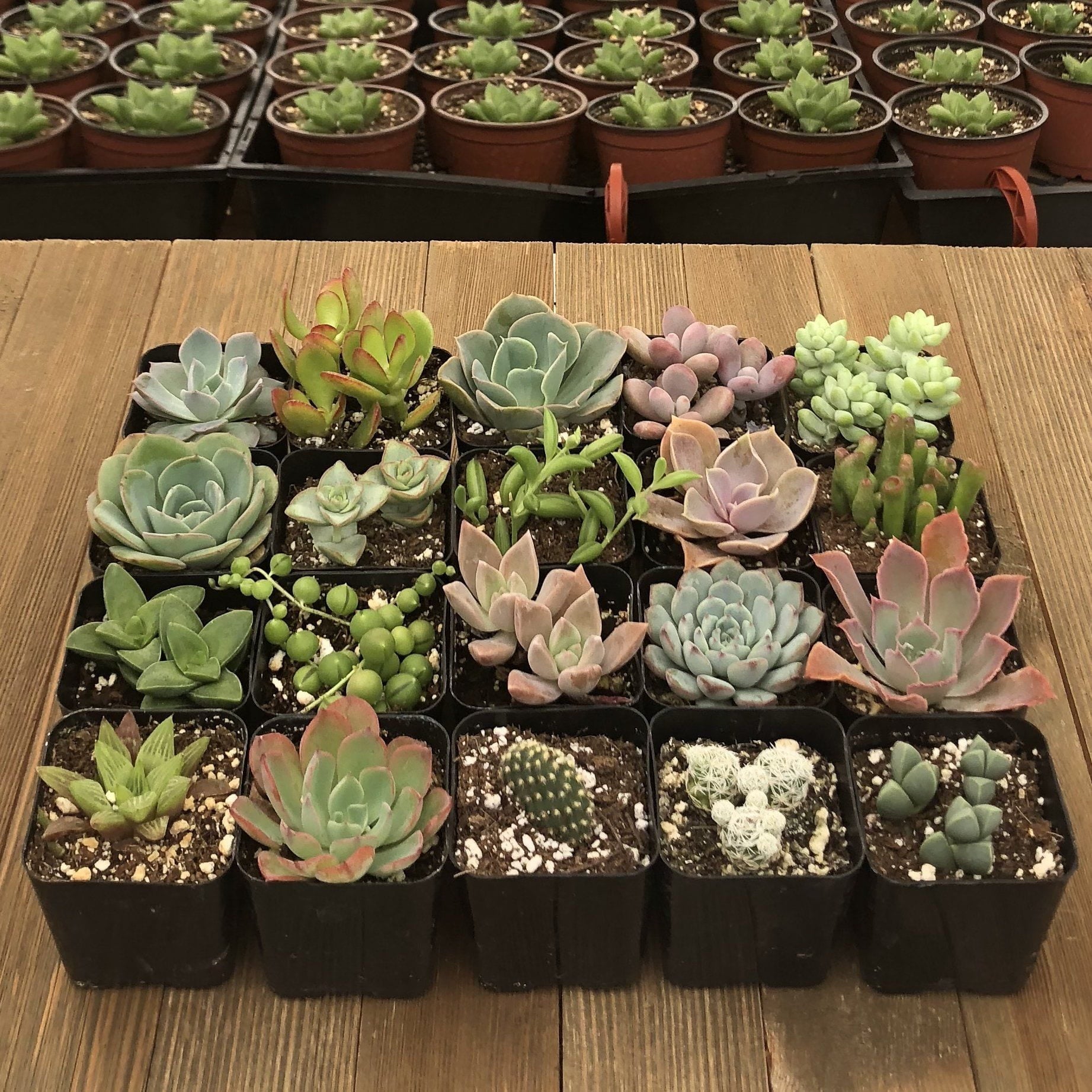 Unique Succulent Collection A Feast For The Eyes Viral Shorts Nature Trending Plantlovers