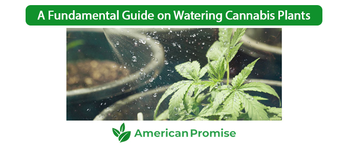 Watering Cannabis Plants Your Ultimate Guide