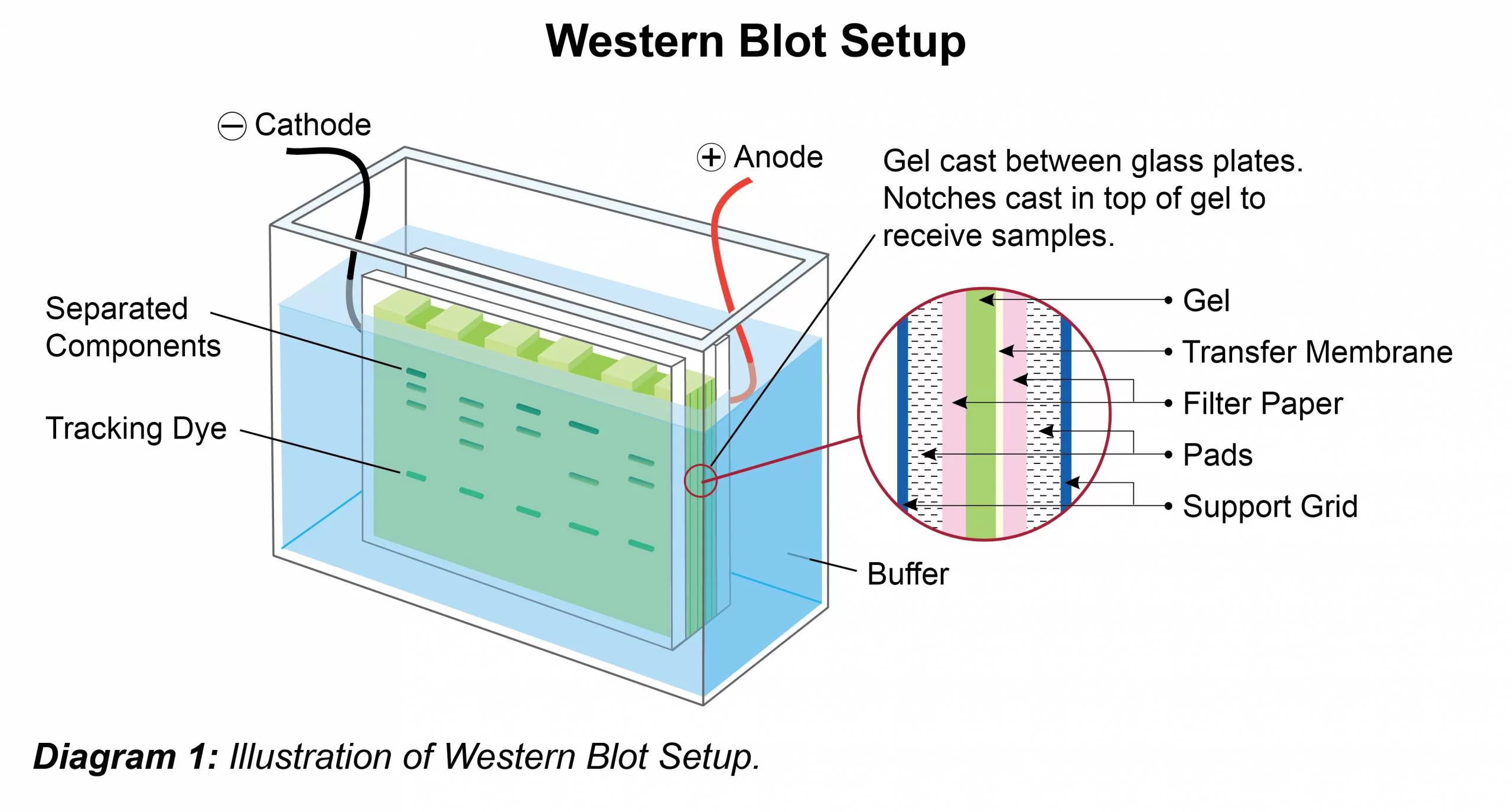 Western Blotting Part Iii The Physiological Society