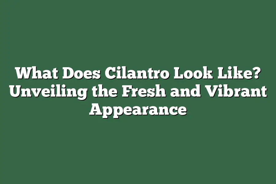 What Does Cilantro Look Like