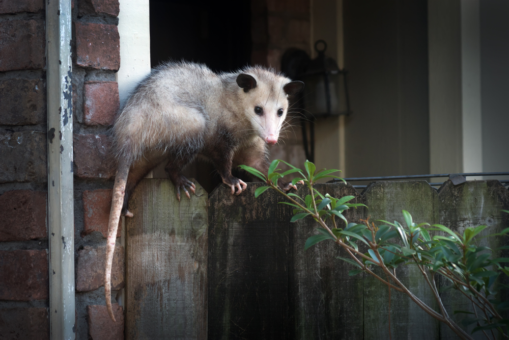 What Does It Mean When You See A Possum 7 Spiritual Meanings